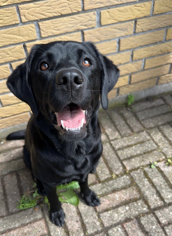 Labrador flere hvalpe 2 uger