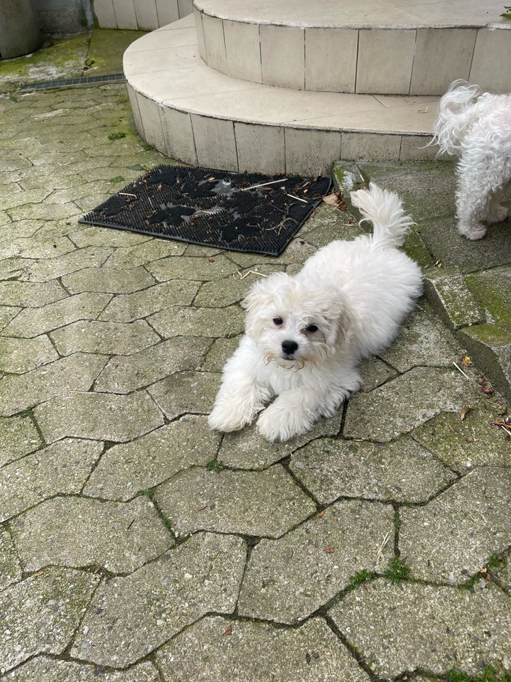 Bichon Havanais hanhund hvalp