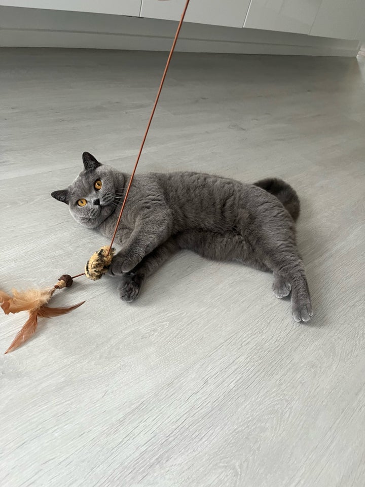 British Shorthair hankat 2 år