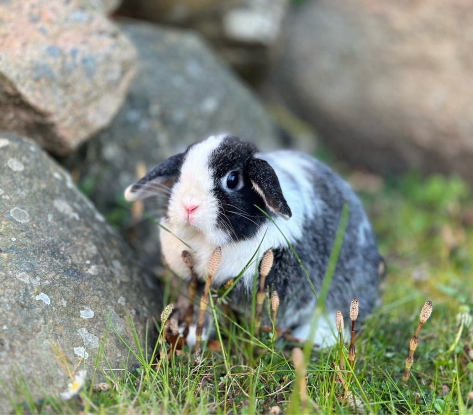 Kanin Minilop 2 år