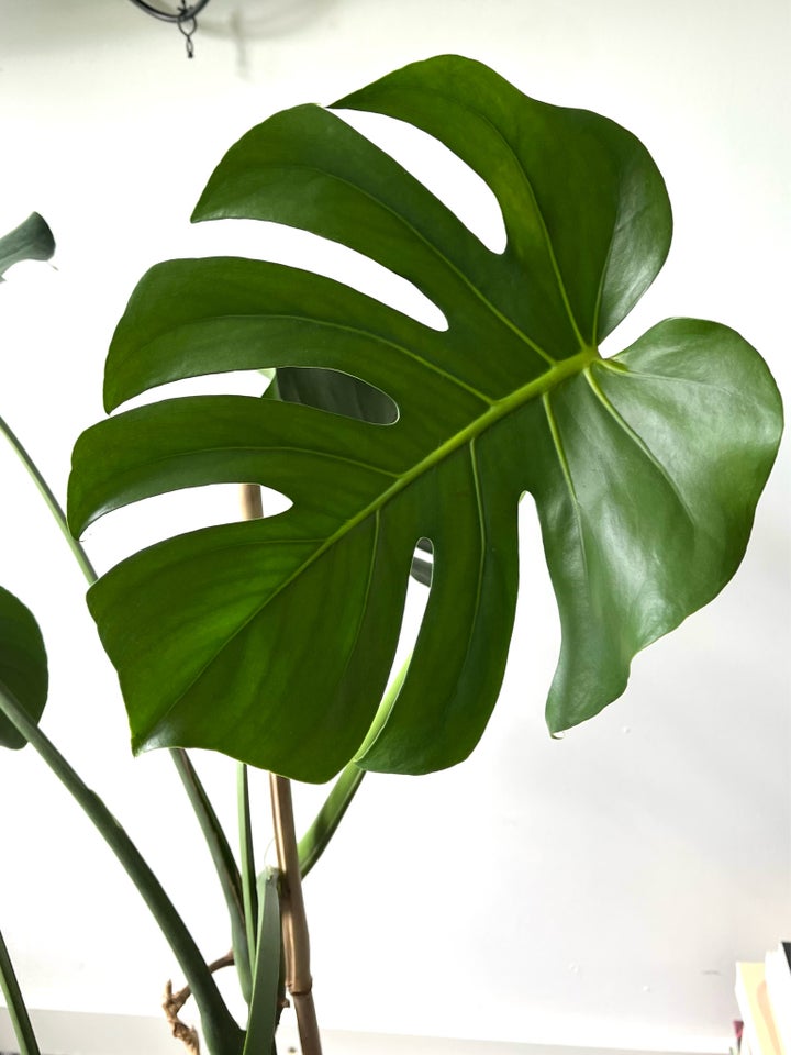 Stueplante Monstera