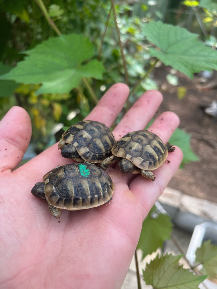 Skildpadde Dalmatinske