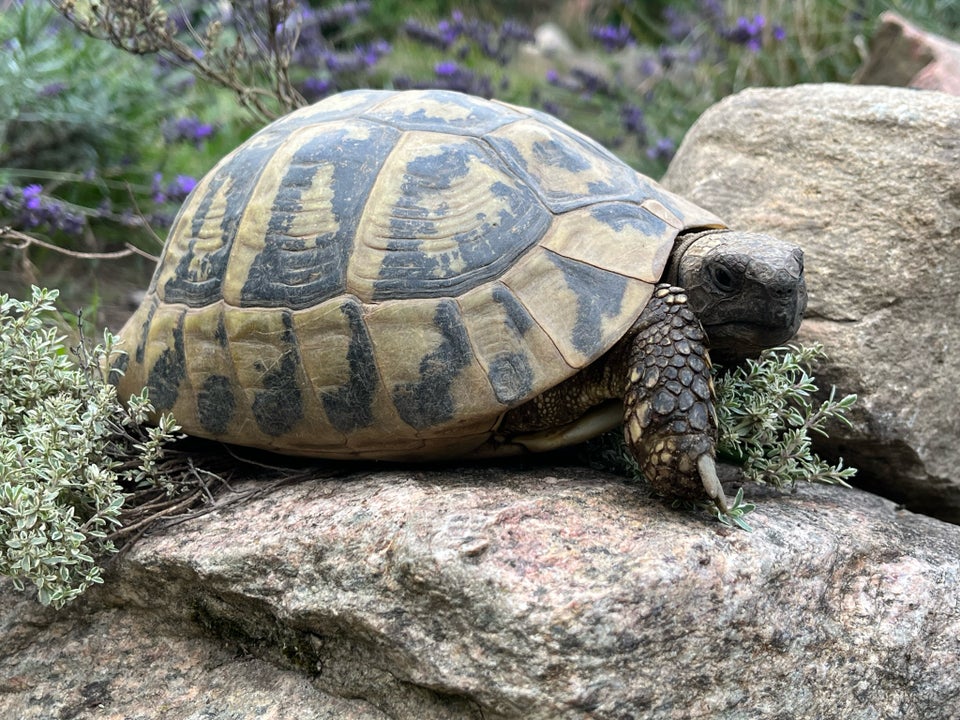 Skildpadde Dalmatinske