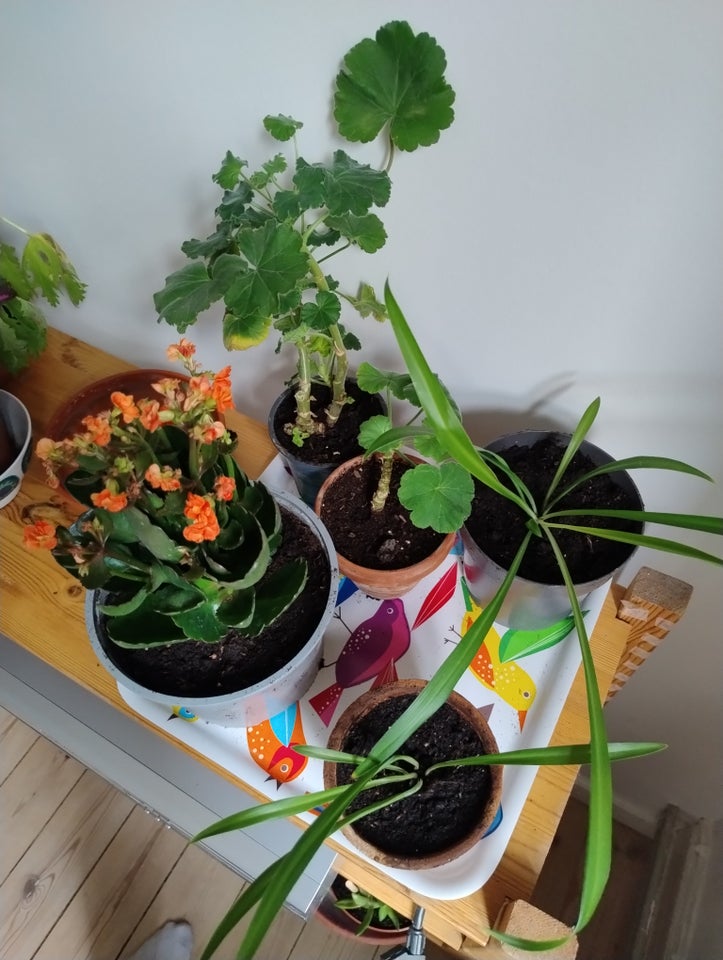 Grønne planter, Pelargonie,