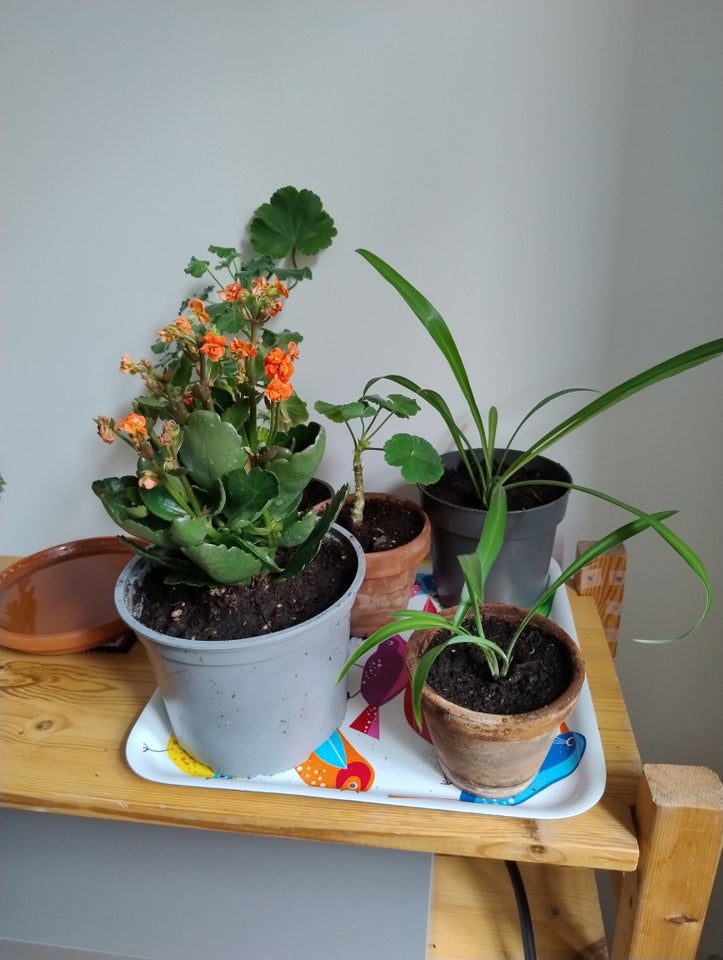 Grønne planter, Pelargonie,