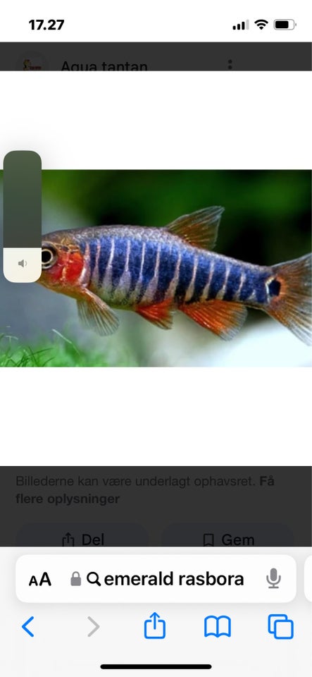 Emrald rasbora 10 stk