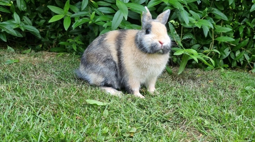 Kanin, Hermelin, 3 år