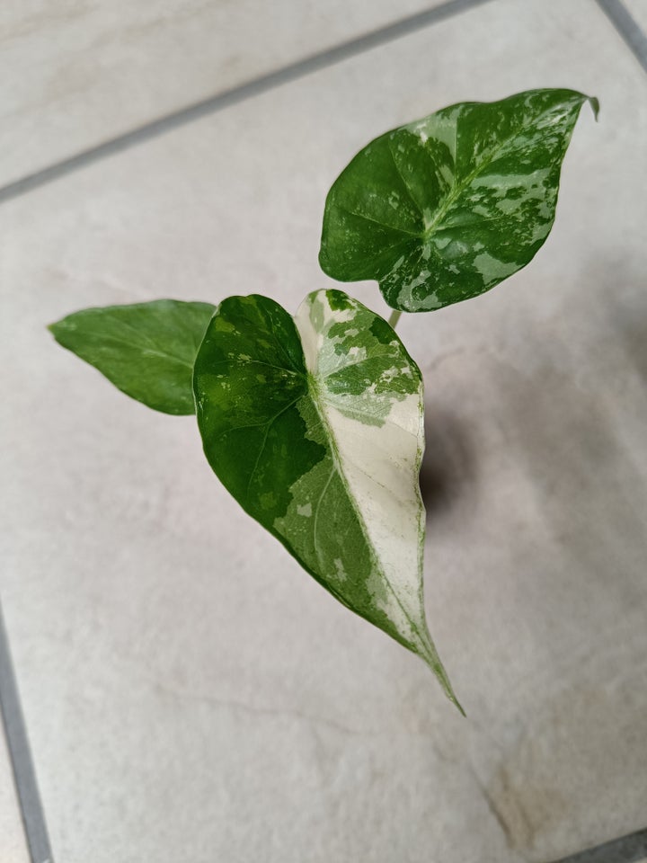 Alocasia, Gageana albo variegata