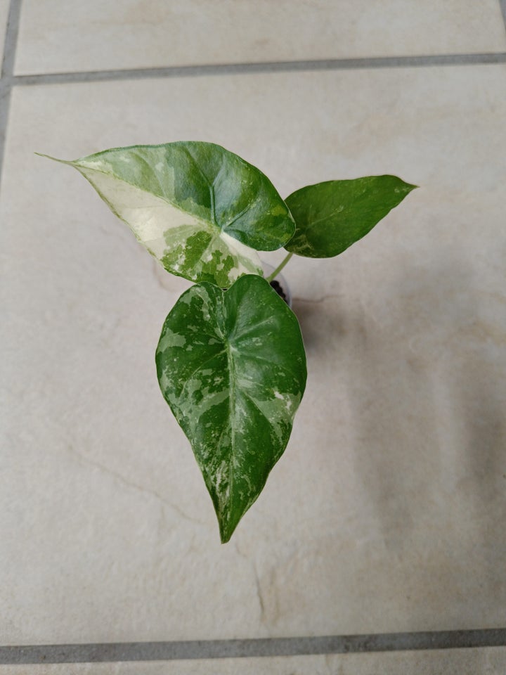 Alocasia, Gageana albo variegata