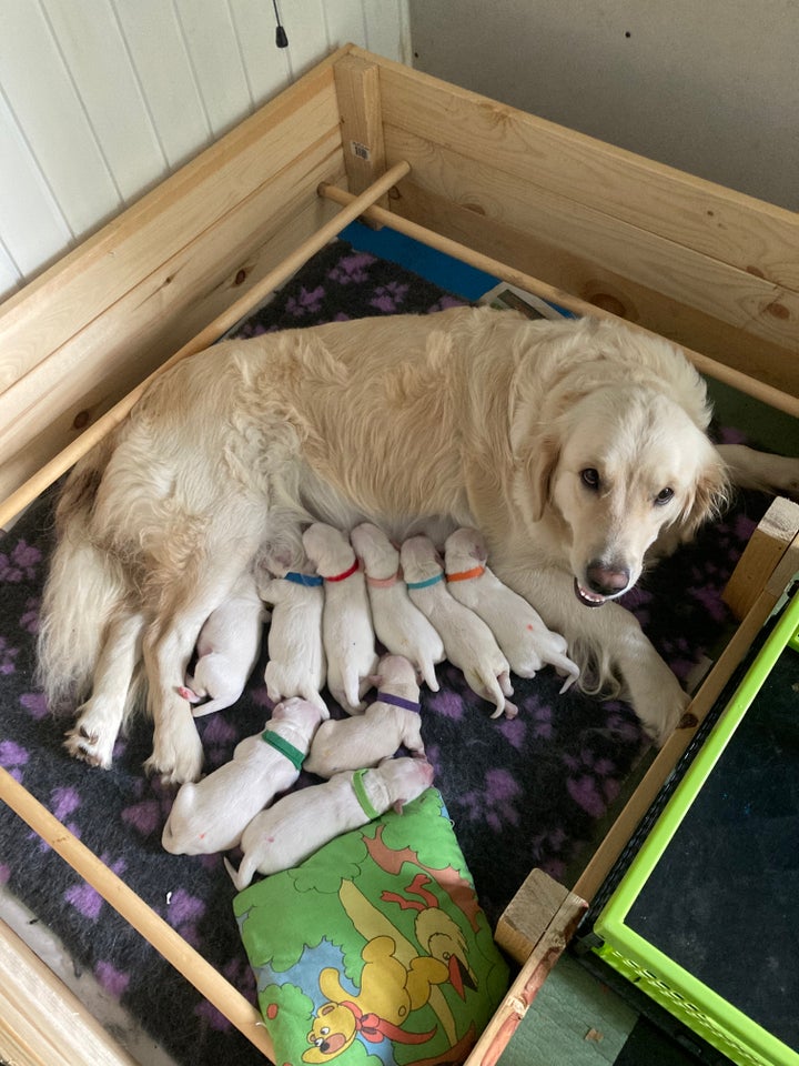 Ægte Golden Retriever