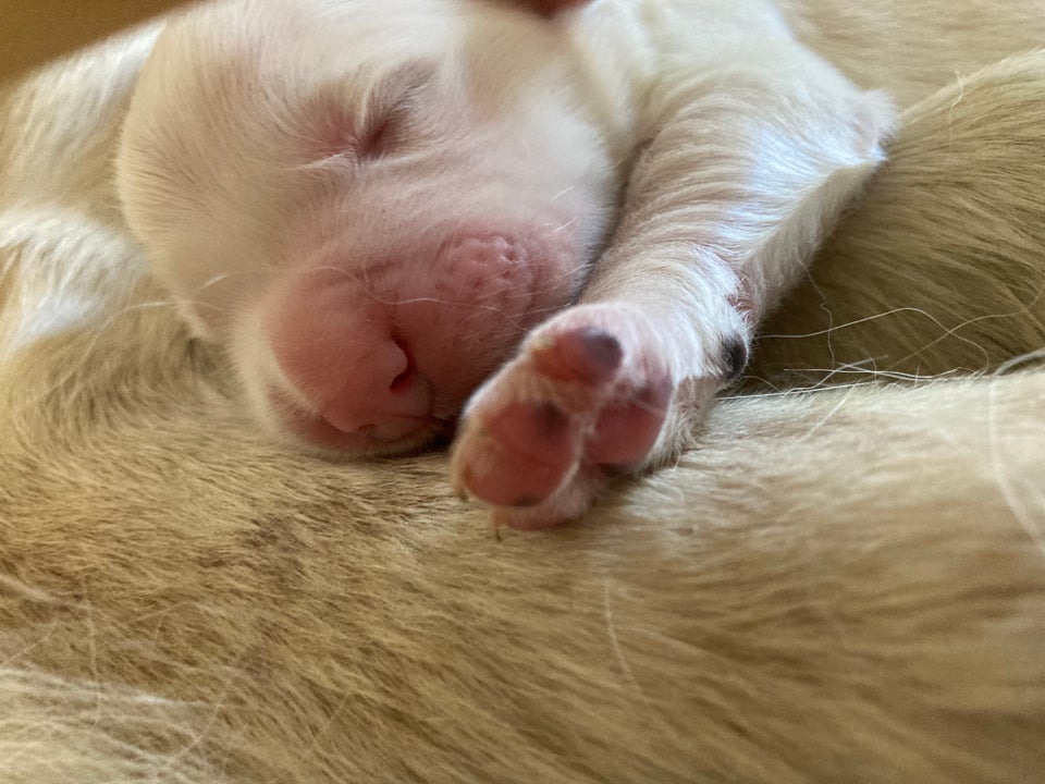 Ægte Golden Retriever