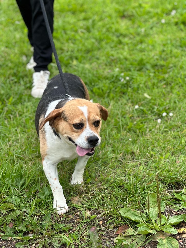 beagle fransk bulldog mops hund 7