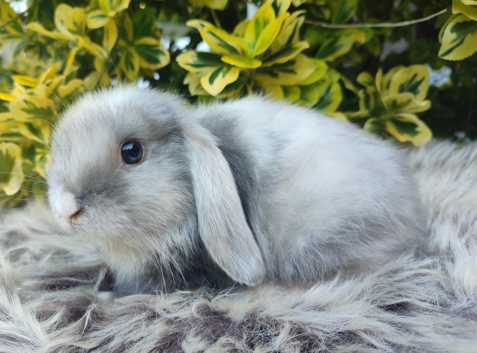 Kanin Minilop mini lop 0 år