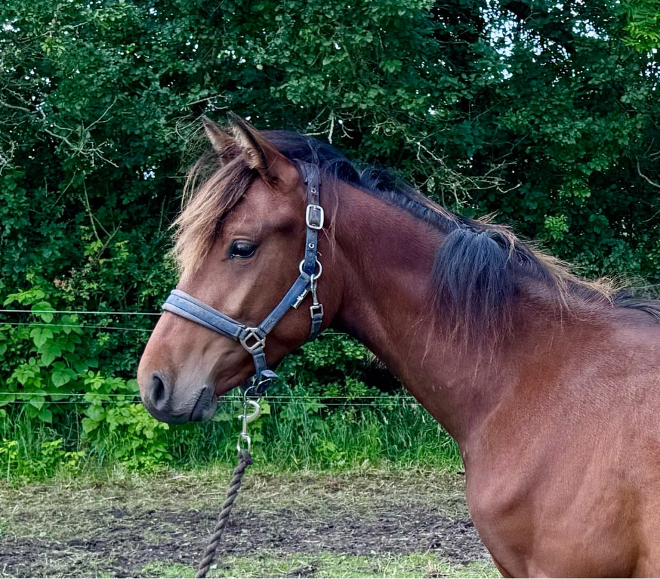 Welsh Partbreed hingst 1 år