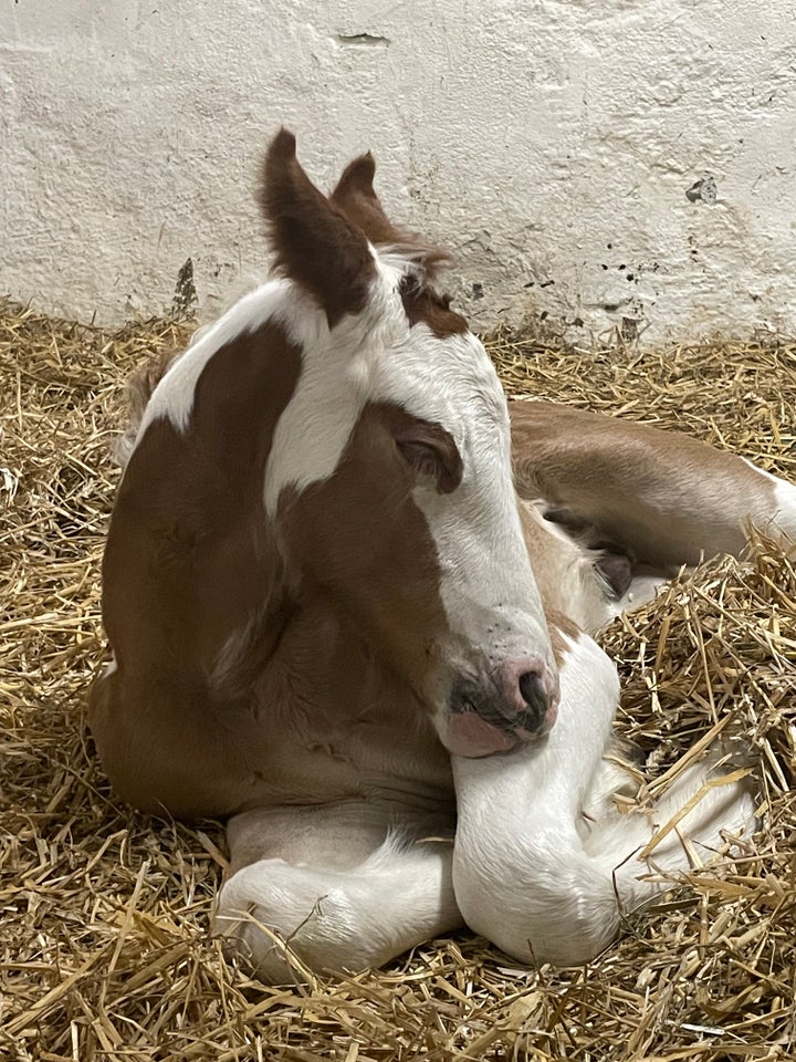 Tinker hingst 1 år