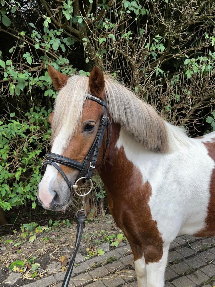 Blanding, vallak, 4 år