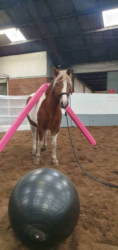 Blanding, vallak, 4 år