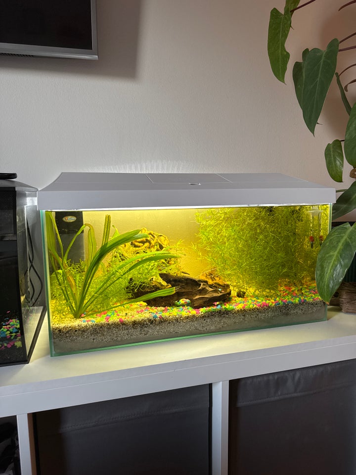 Akvarium, 60 liter