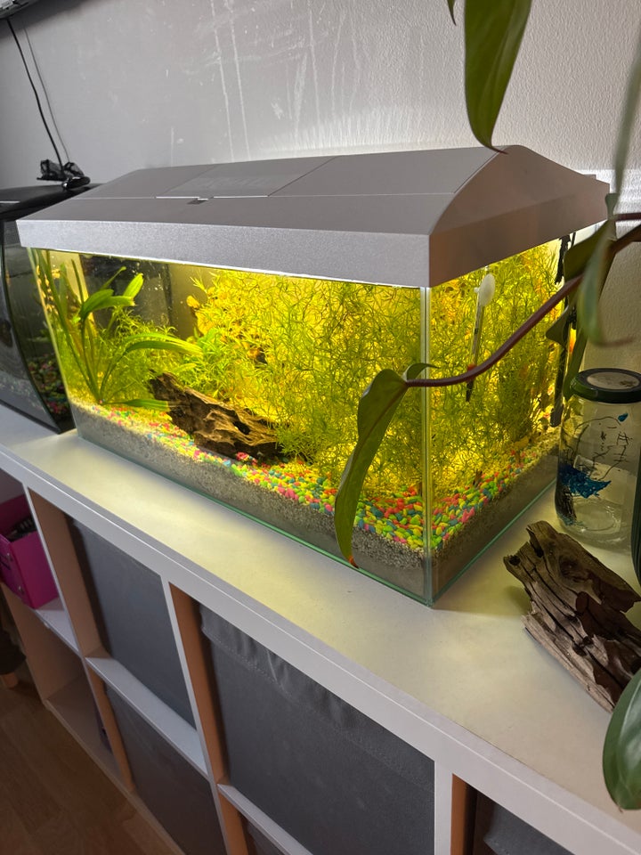 Akvarium, 60 liter