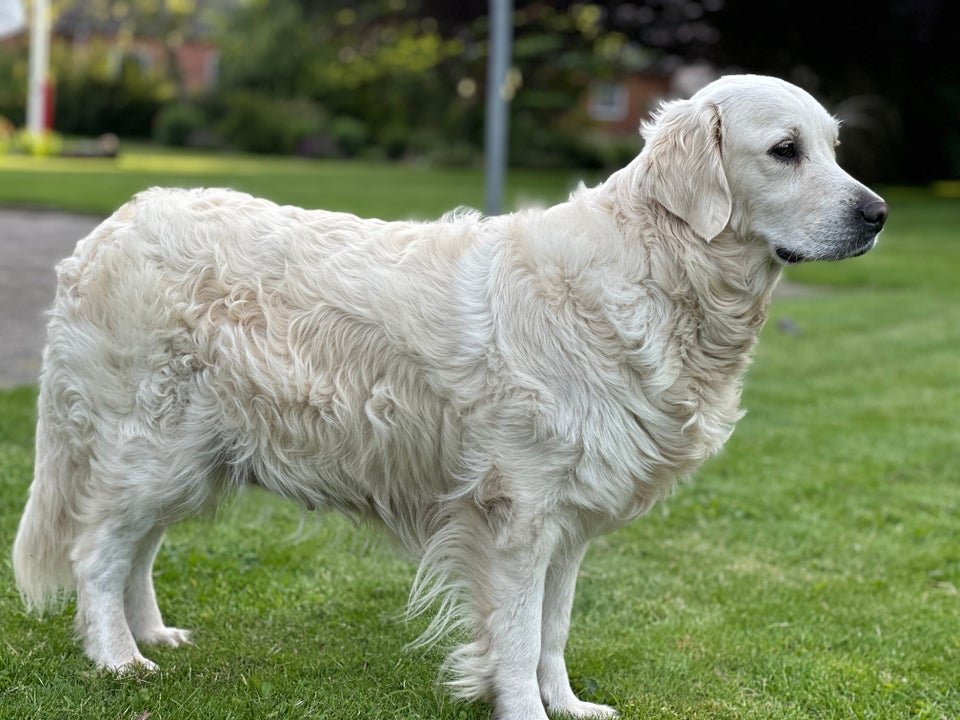 Golden Retriever hvalpe 2 uger