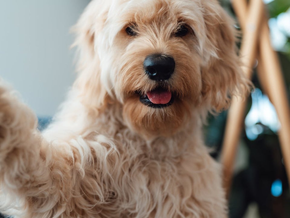 Goldendoodle søger