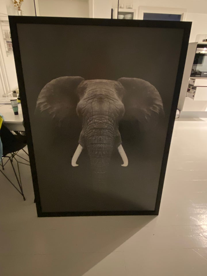 Plakat i ramme, motiv: Elefant , b: