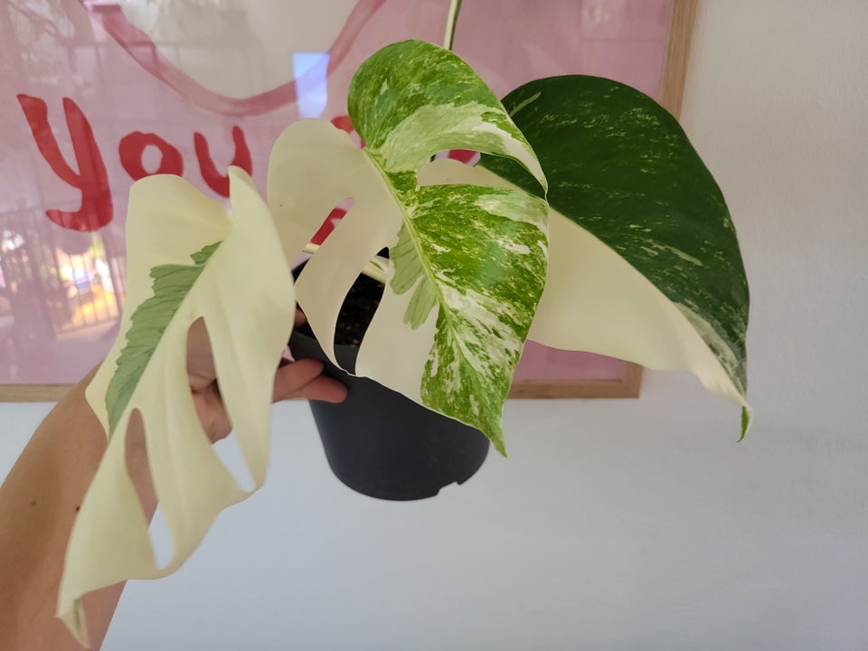 Monstera albo variegata / broget