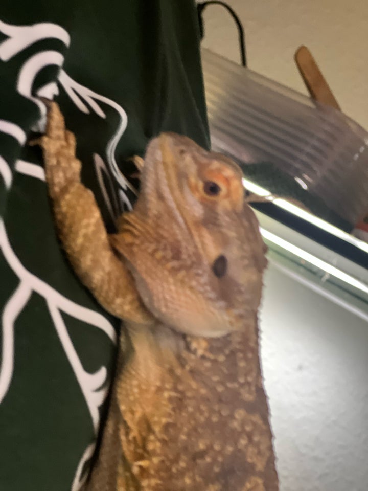 Skægagame, Pogona vitticeps