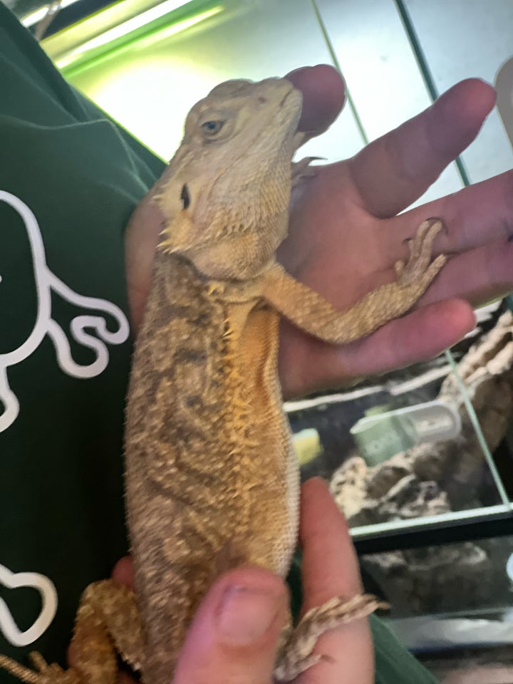 Skægagame, Pogona vitticeps