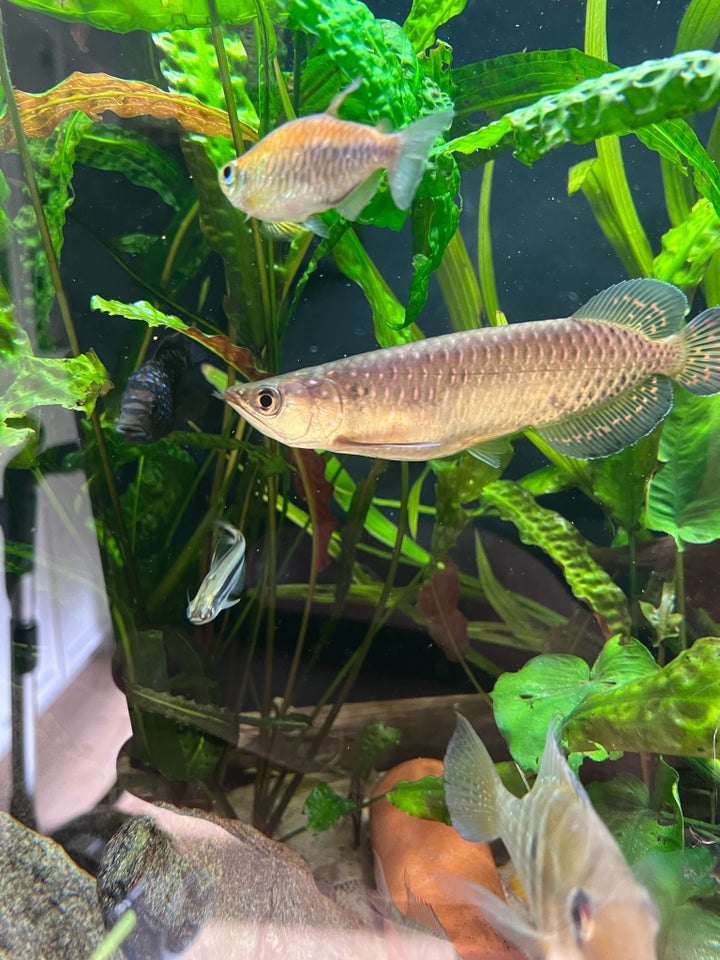 Jardini Arowana, 1 stk.