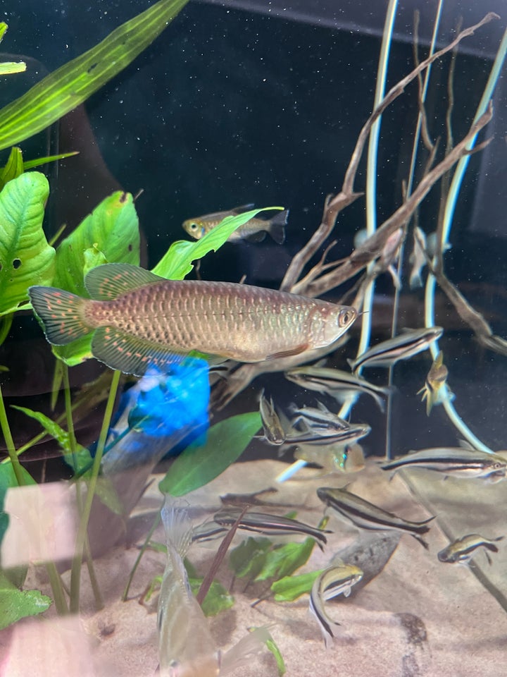 Jardini Arowana, 1 stk.