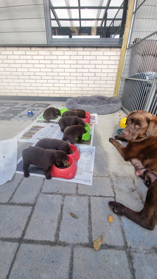 Labrador Retriever, hvalpe, 3 uger