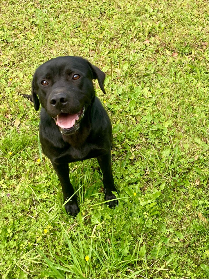 Labrador hanhund 3 år