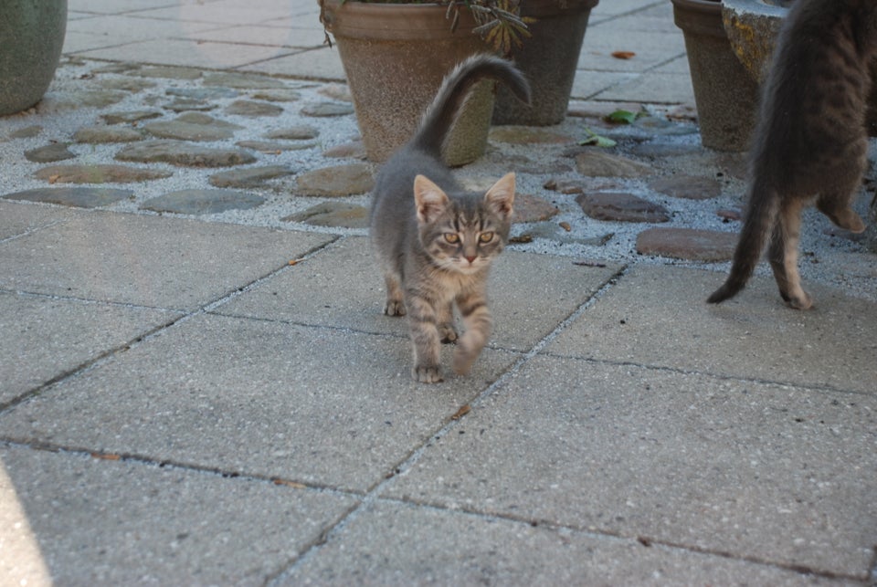 Hunkilling, British Shorthair og