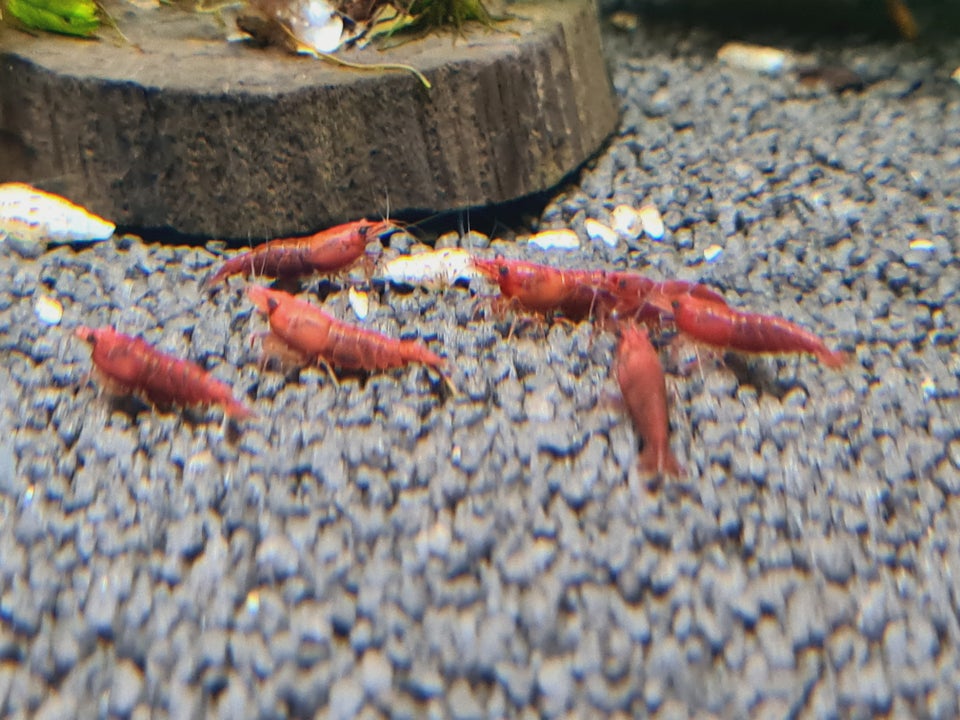 Fire red neocaridina, 50+ stk.