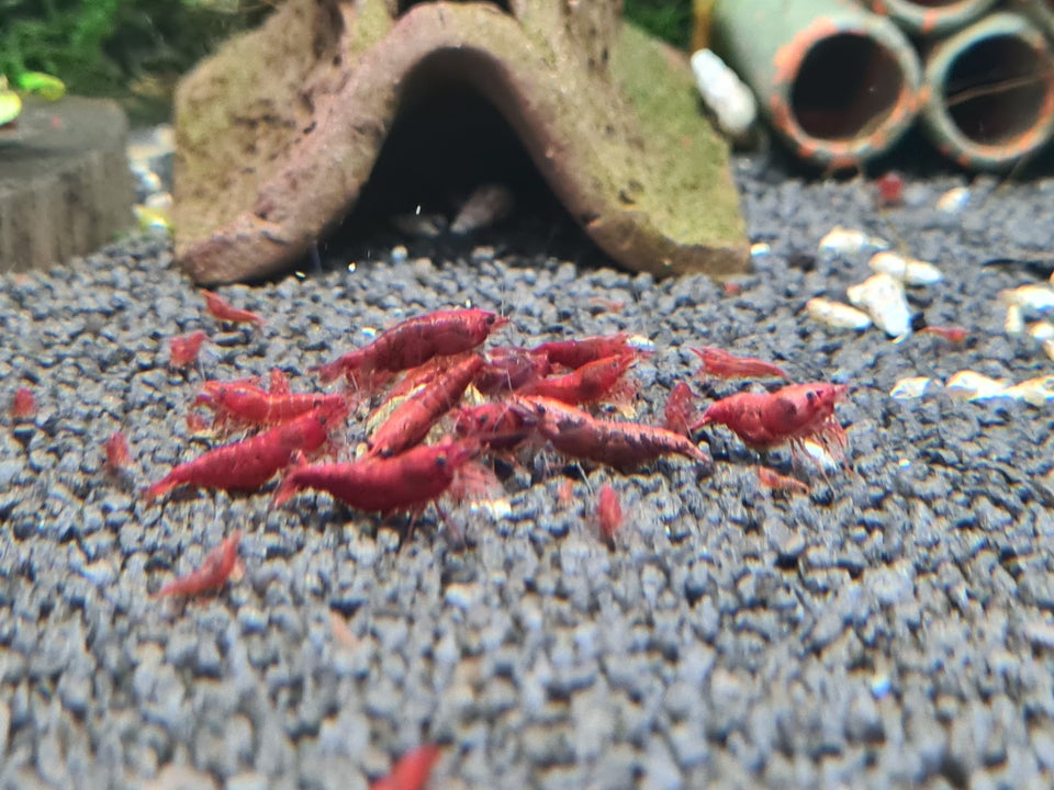 Fire red neocaridina, 50+ stk.