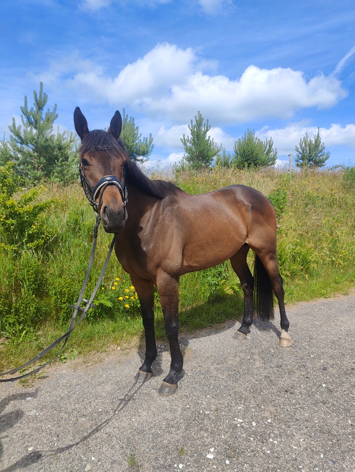 Blanding - varmblod, vallak, 7 år