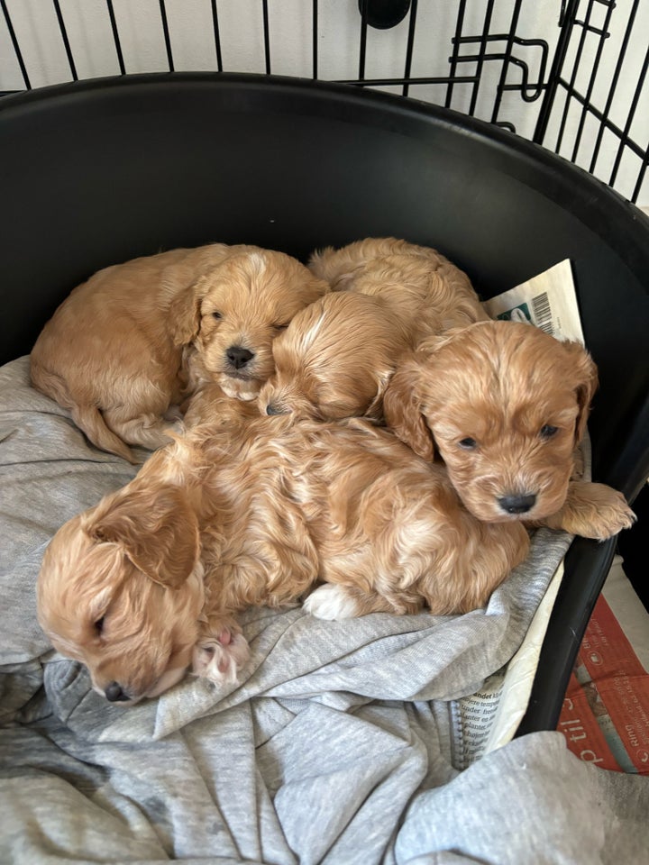 Cavapoo, hvalpe, 4 uger