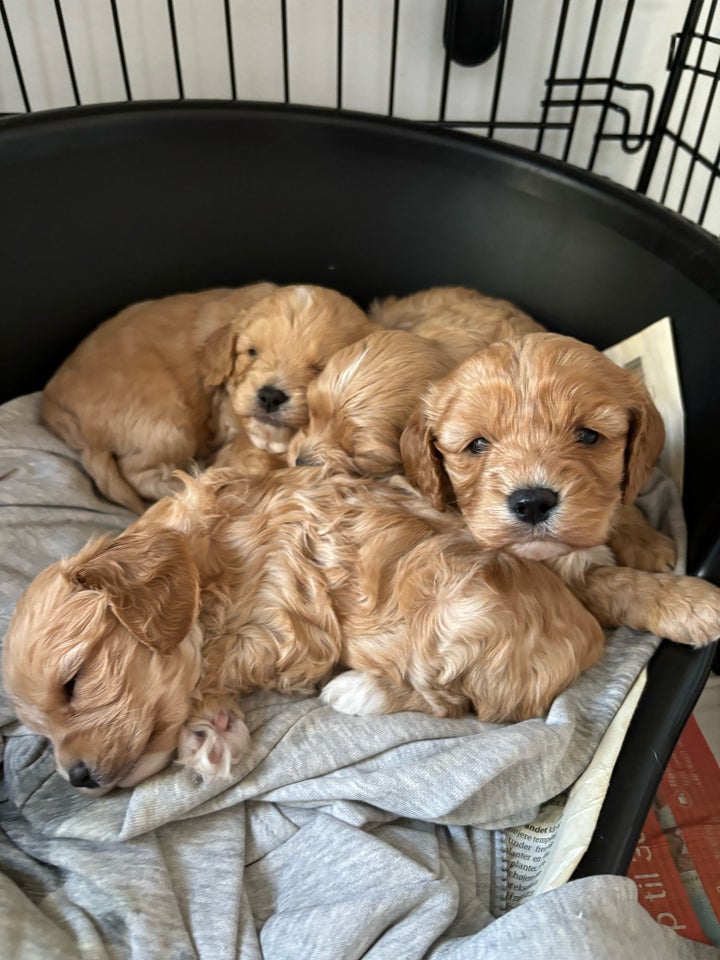 Cavapoo, hvalpe, 4 uger