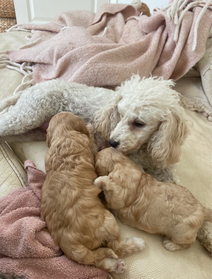 Cavapoo, hvalpe, 4 uger