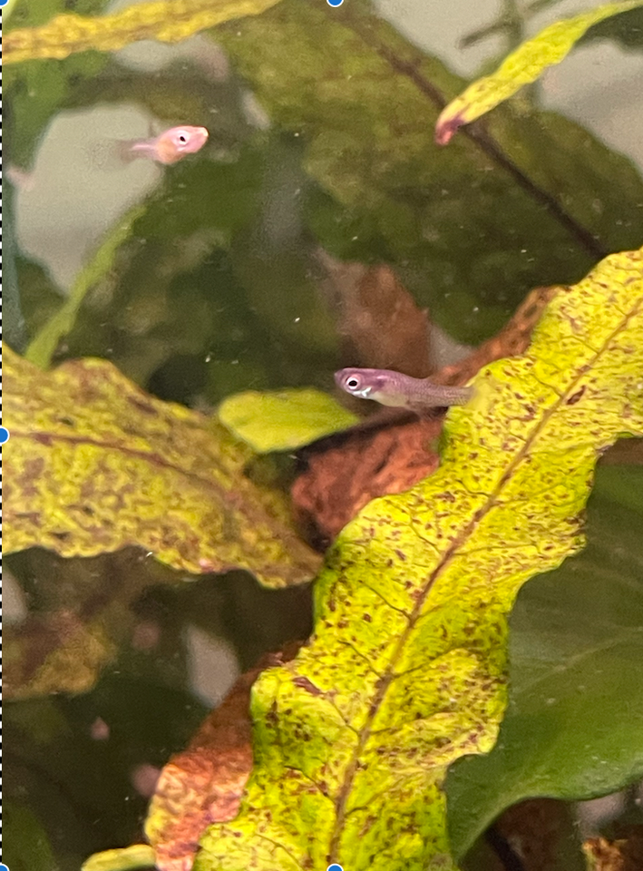 Akvarie fisk+ diverse, Ca 15 stk.