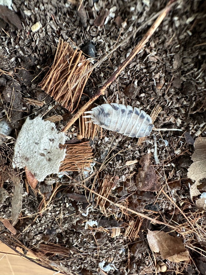 Andet krybdyr Porcellio