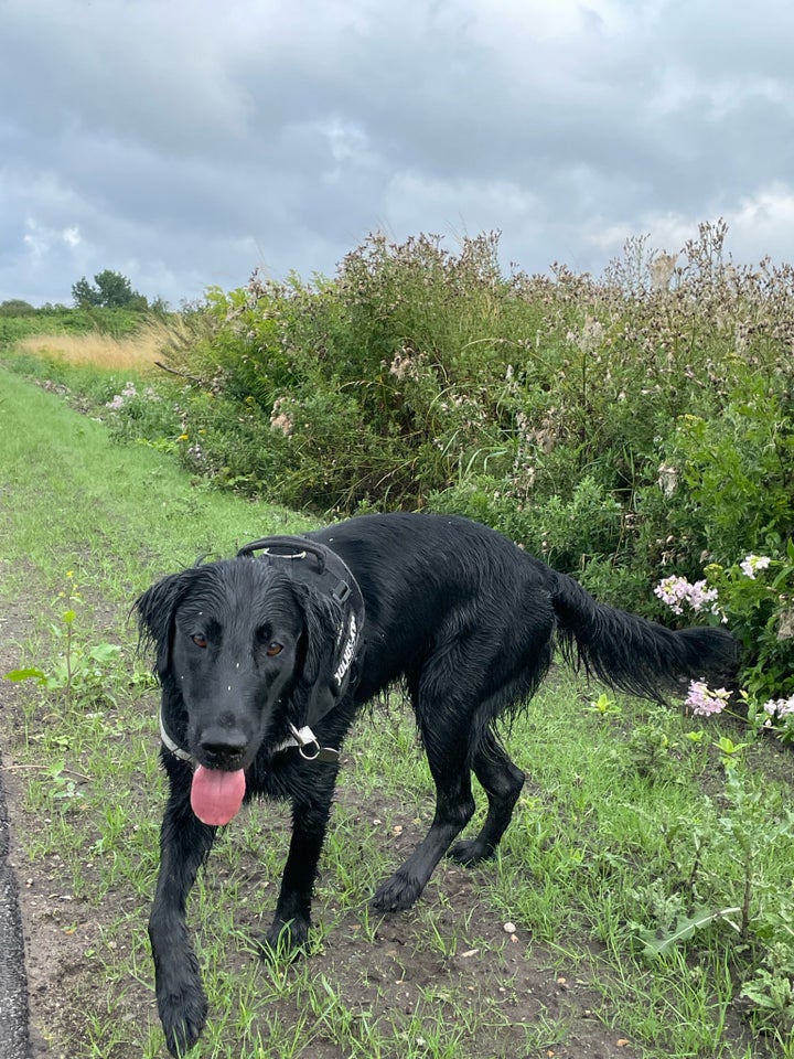 Flatcoated retriever, hund, 12