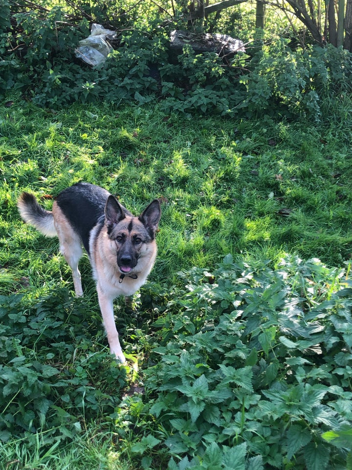 Schæfer, hund, 6 år