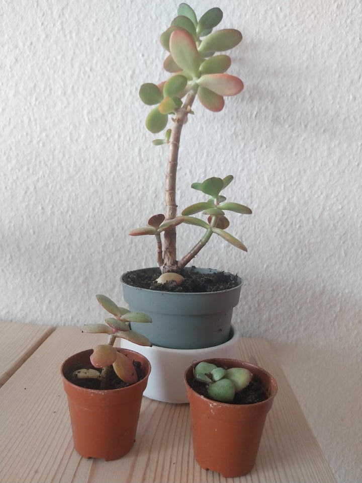 Sukkulent Paradistræ / Jade plant