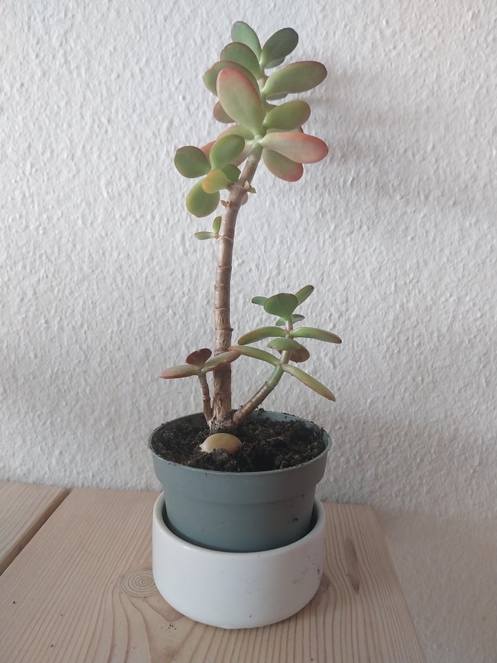 Sukkulent Paradistræ / Jade plant