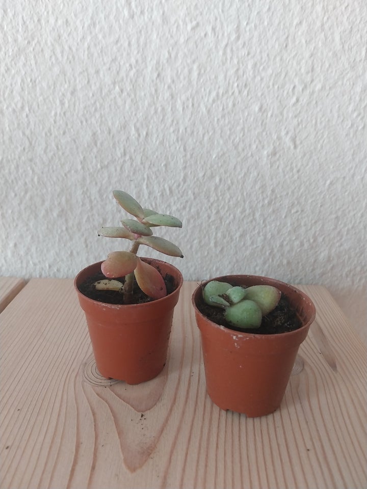 Sukkulent Paradistræ / Jade plant