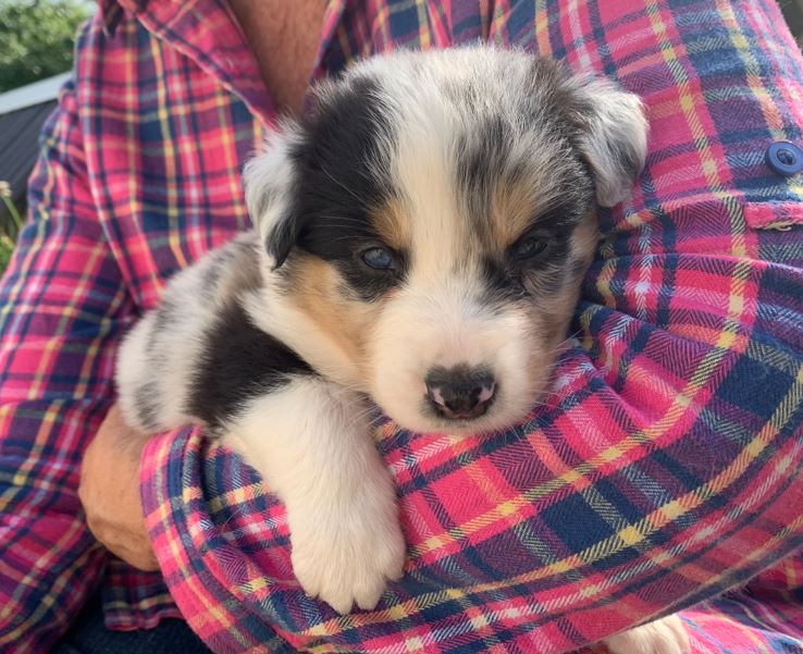 Racerene Australian Shepherd