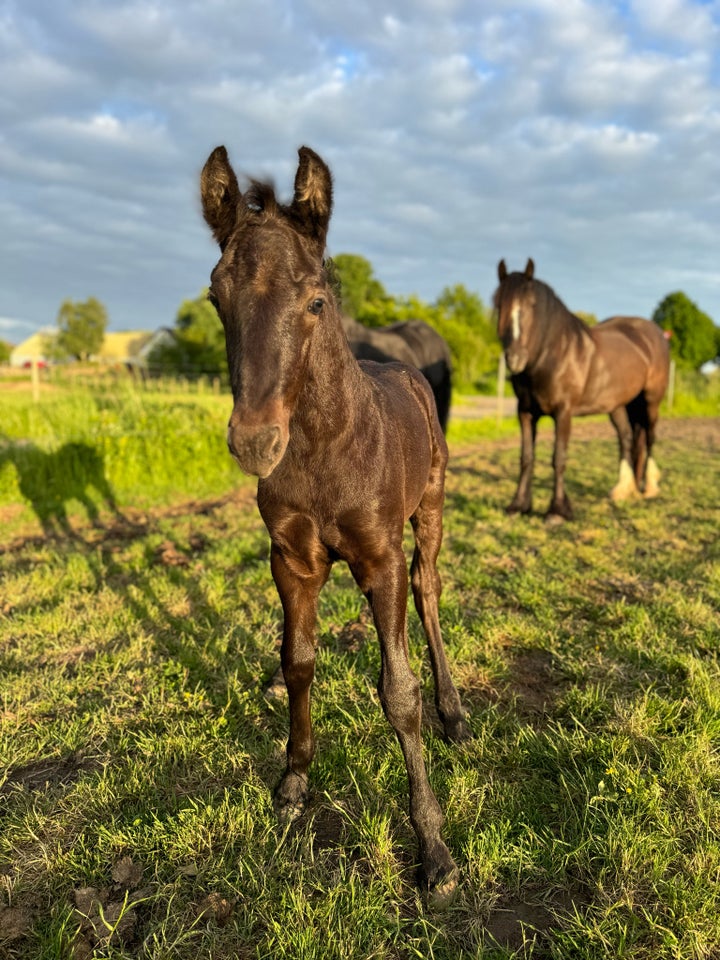 Frieser hingst 0 år