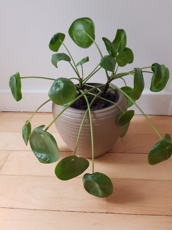 Stueplante, Pilea